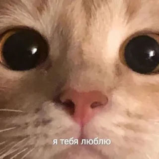 Sticker Больше стикеров тут: @stickers_memy - 0