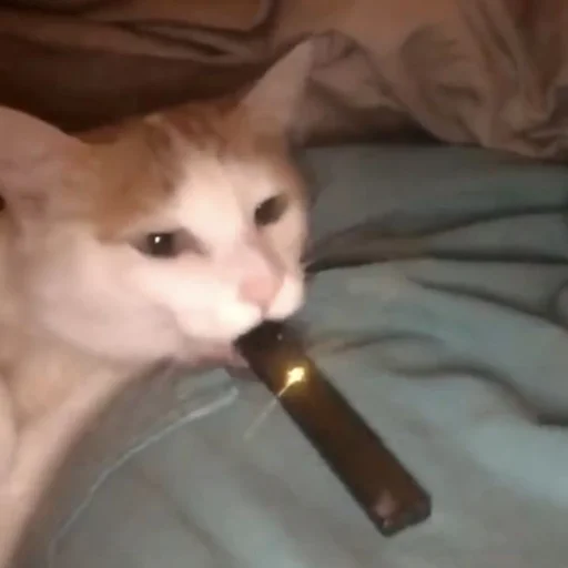 Sticker cutecatsmeowww - 1