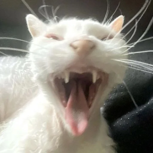 Стикер cutecatsmeowww - 1