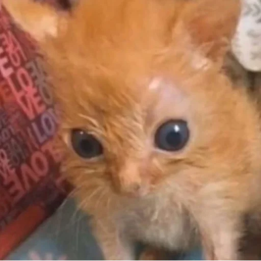 Sticker cutecatsmeowww - 1