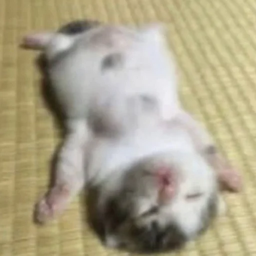 Sticker cutecatsmeowww - 1