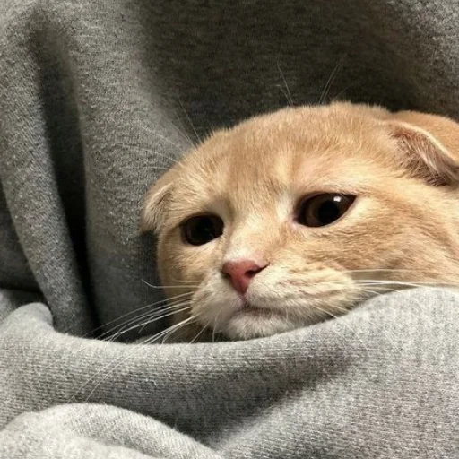 Sticker cutecatsmeowww - 1