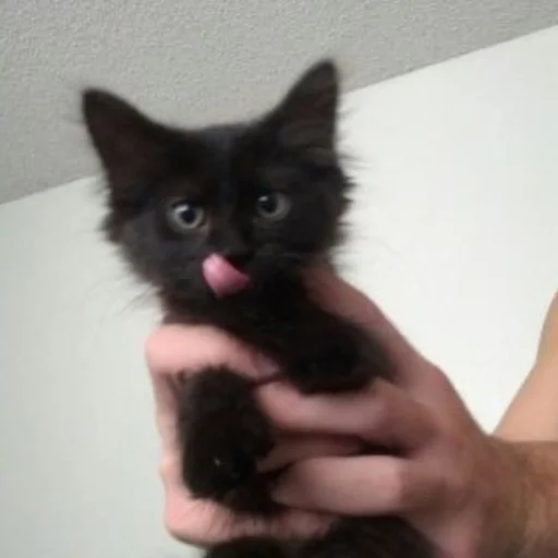 Sticker cutecatsmeowww - 1