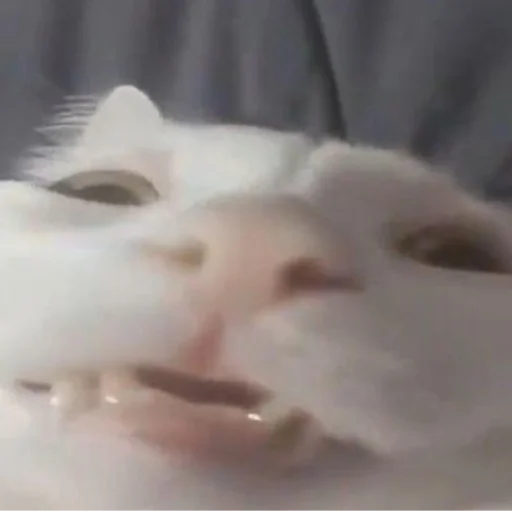 Sticker cutecatsmeowww - 1