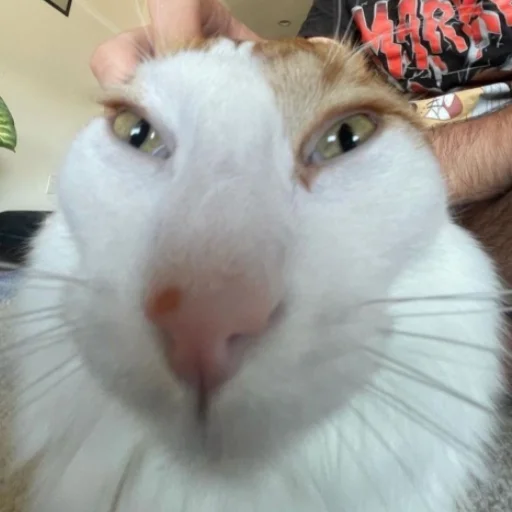 ♡𝐜𝐮𝐭𝐞 𝐜𝐚𝐭𝐬♡ @meowstickersi - 