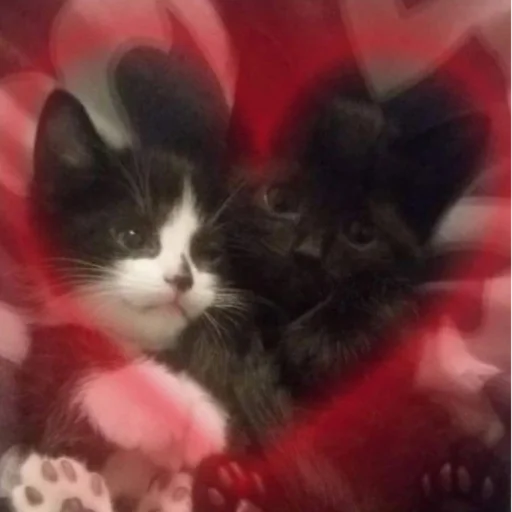 Sticker cutecatsmeowww - 1