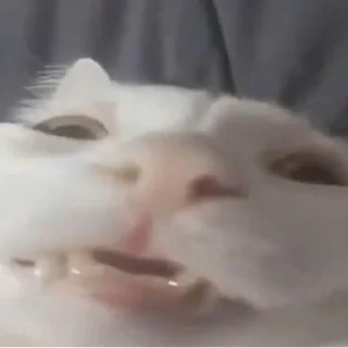 Sticker ♡𝐜𝐮𝐭𝐞 𝐜𝐚𝐭𝐬♡ @meowstickersi - 3