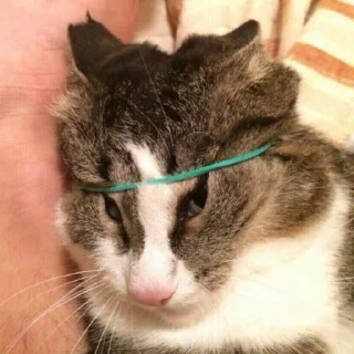 Sticker ♡𝐜𝐮𝐭𝐞 𝐜𝐚𝐭𝐬♡ @meowstickersi - 1