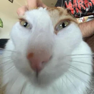 Sticker ♡𝐜𝐮𝐭𝐞 𝐜𝐚𝐭𝐬♡ @meowstickersi - 2