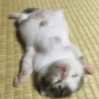 Sticker ♡𝐜𝐮𝐭𝐞 𝐜𝐚𝐭𝐬♡ @meowstickersi - 6