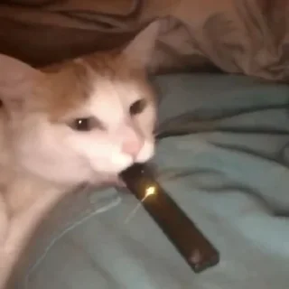 Sticker ♡𝐜𝐮𝐭𝐞 𝐜𝐚𝐭𝐬♡ @meowstickersi - 11