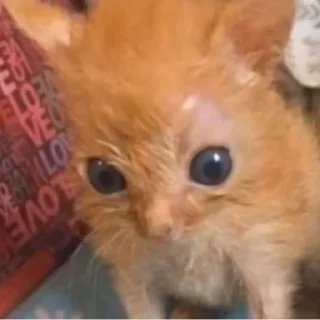 Sticker ♡𝐜𝐮𝐭𝐞 𝐜𝐚𝐭𝐬♡ @meowstickersi - 8