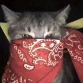 Sticker ♡𝐜𝐮𝐭𝐞 𝐜𝐚𝐭𝐬♡ @meowstickersi - 9