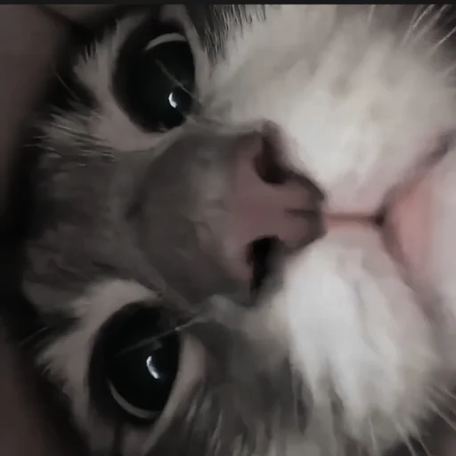 млекопитающее животное мех