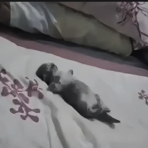 цветок прокладка комнатный