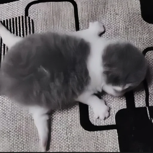 small to medium-sized cats cat felidae