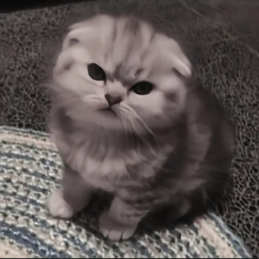 кошка млекопитающее животное