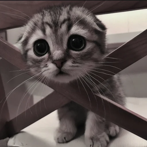 млекопитающее кошки малого и среднего размера усы