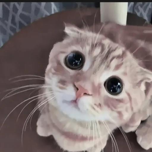 кошка кошки малого и среднего размера домашняя кошка