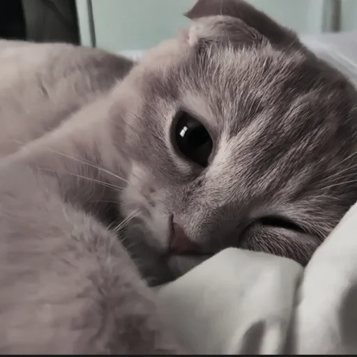 кошка домашняя кошка кошки малого и среднего размера