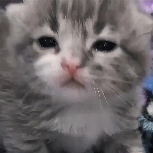 млекопитающее животное кошка