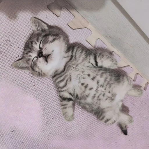 животное млекопитающее кошка