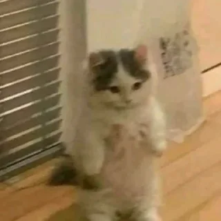 Стикер Котики - 3