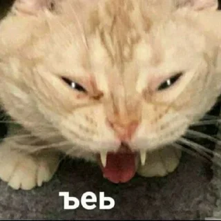 Стикер Котики - 5