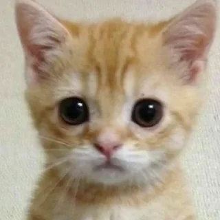 Стикер Котики - 6