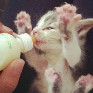 Стикер Котики - 1