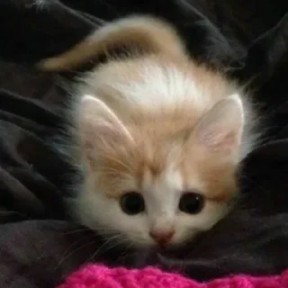 Стикер Котики - 4