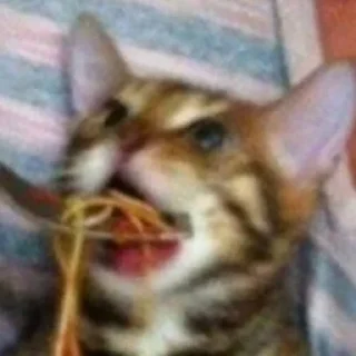 Стикер Котики - 2