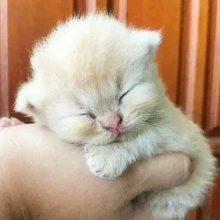 Стикер Котики - 0