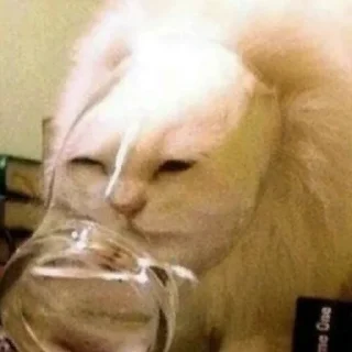 Стикер Котики - 9