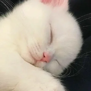 Стикер Котики - 10