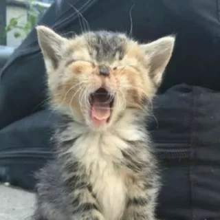 Стикер Котики - 7