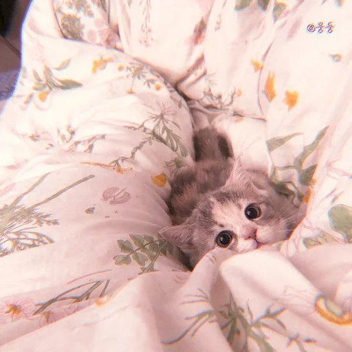 Sticker cutecatv1 - 1