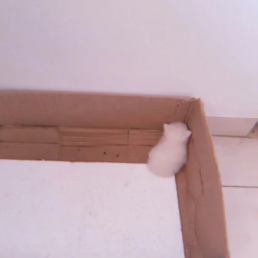 Sticker cutecatv1 - 1