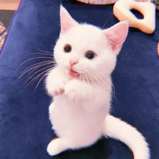 Sticker cutecatv1 - 1