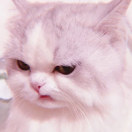 Sticker cutecatv1 - 1