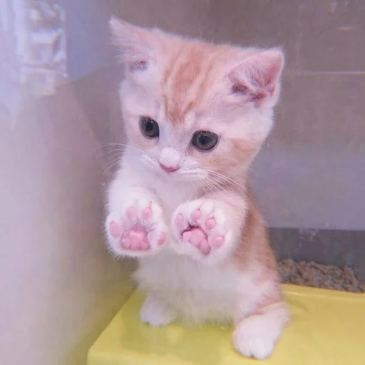 Sticker cutecatv1 - 1