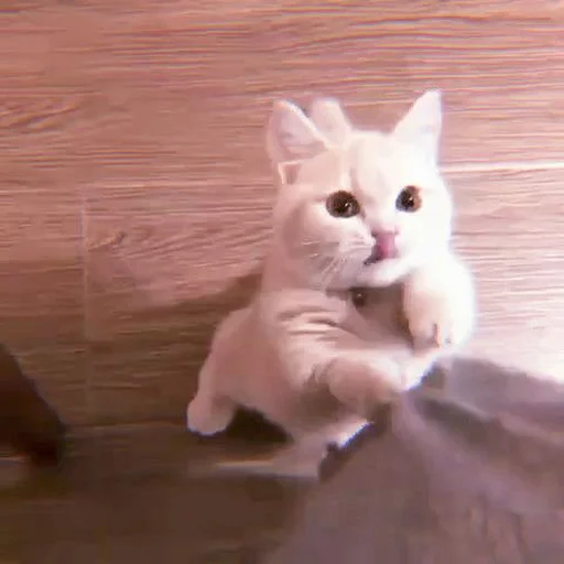 Sticker cutecatv1 - 1