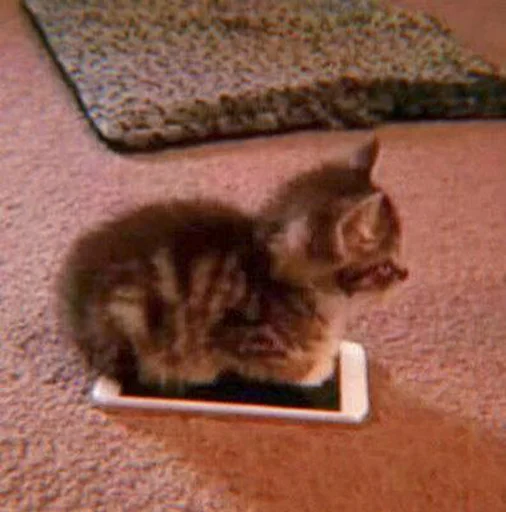 Sticker cutecatv1 - 1