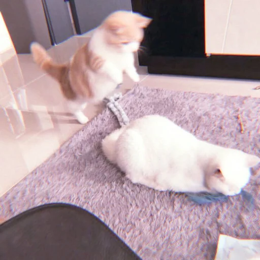 、cute cat @JENNIEUKKIM - 