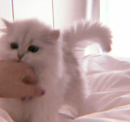 Sticker cutecatv1 - 1