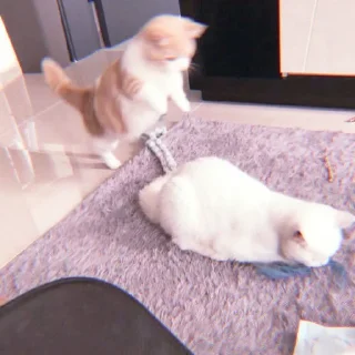 Sticker 、cute cat @JENNIEUKKIM - 1