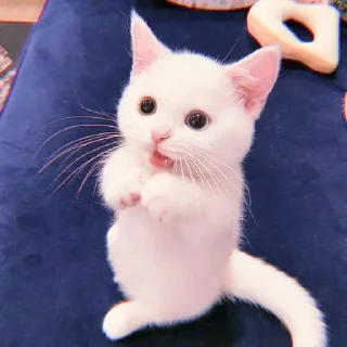 Sticker 、cute cat @JENNIEUKKIM - 8