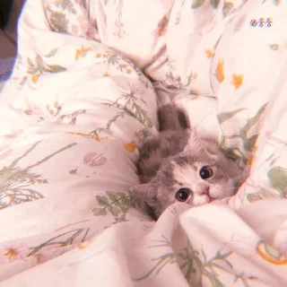 Sticker 、cute cat @JENNIEUKKIM - 11