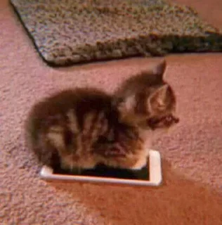 Sticker 、cute cat @JENNIEUKKIM - 2