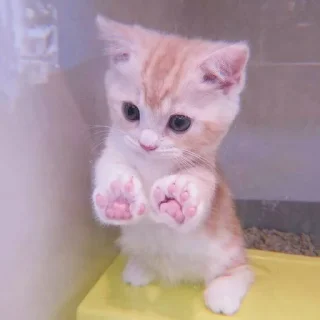 Sticker 、cute cat @JENNIEUKKIM - 4